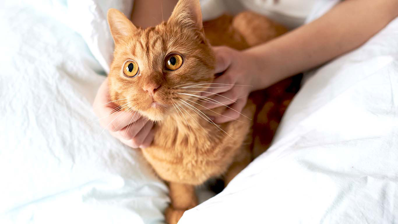 Рыжий кот в постели
