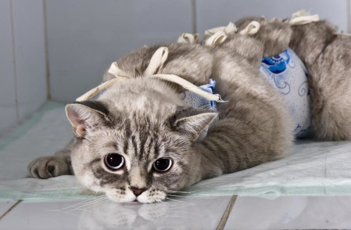 Стерилизованная кошка в попоне