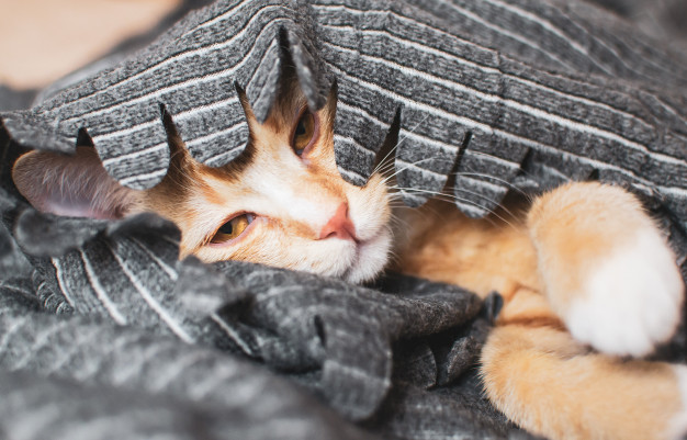 Понос у кошек: виды диареи, причины, лечение в домашних условиях - Mimer.ru