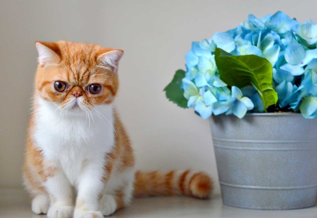 Экзотическая кошка и цветочки