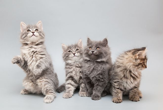Красивые и редкие клички для котов сибирской породы и кошек - Mimer.ru