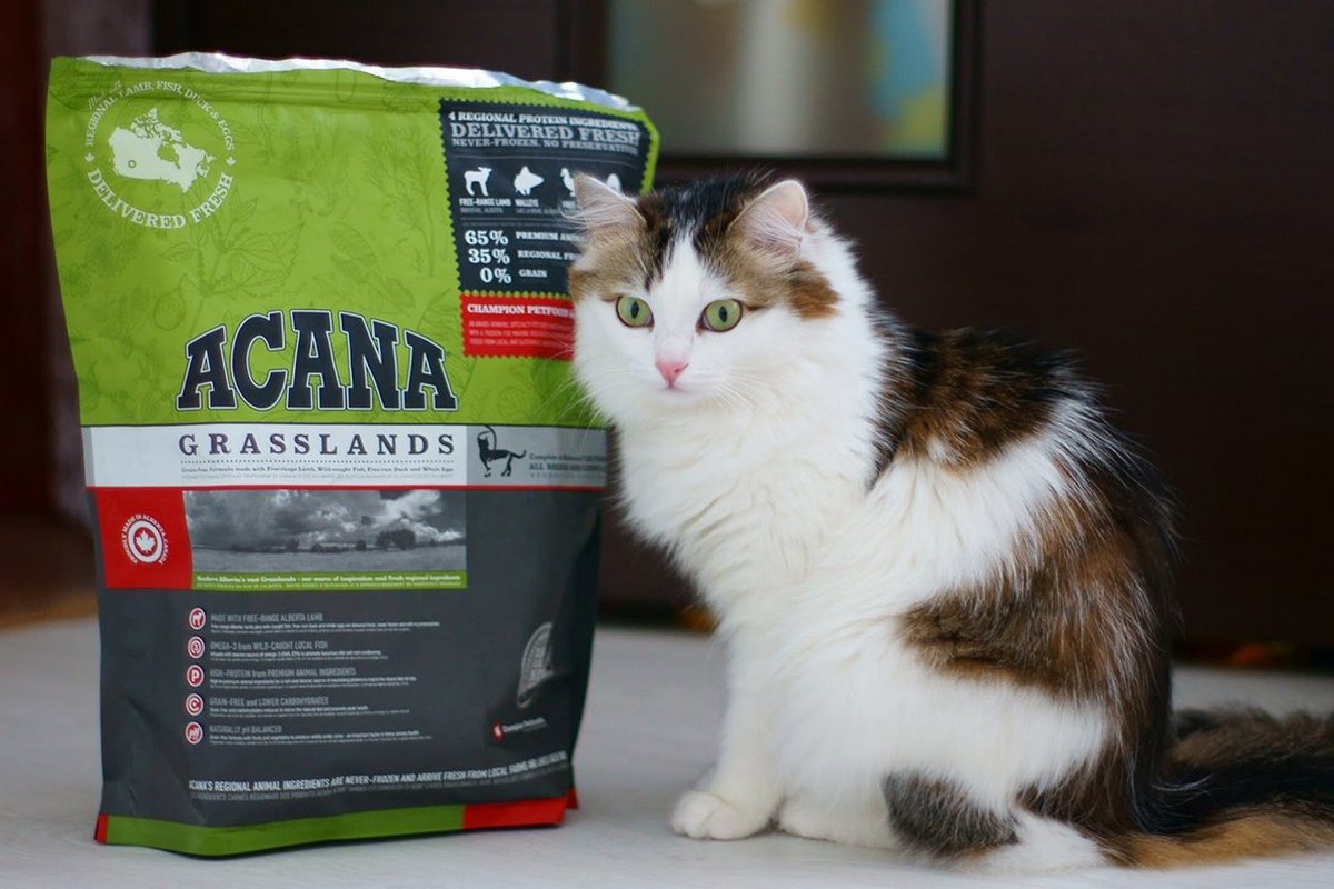 Корм Acana для кошек и котят: класс, состав, ассортимент, нормы потребления  - Mimer.ru