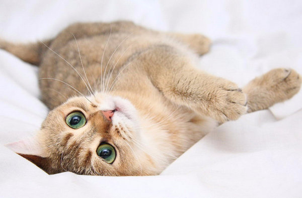 Беременность у кошек: признаки, продолжительность, советы по уходу -  Mimer.ru