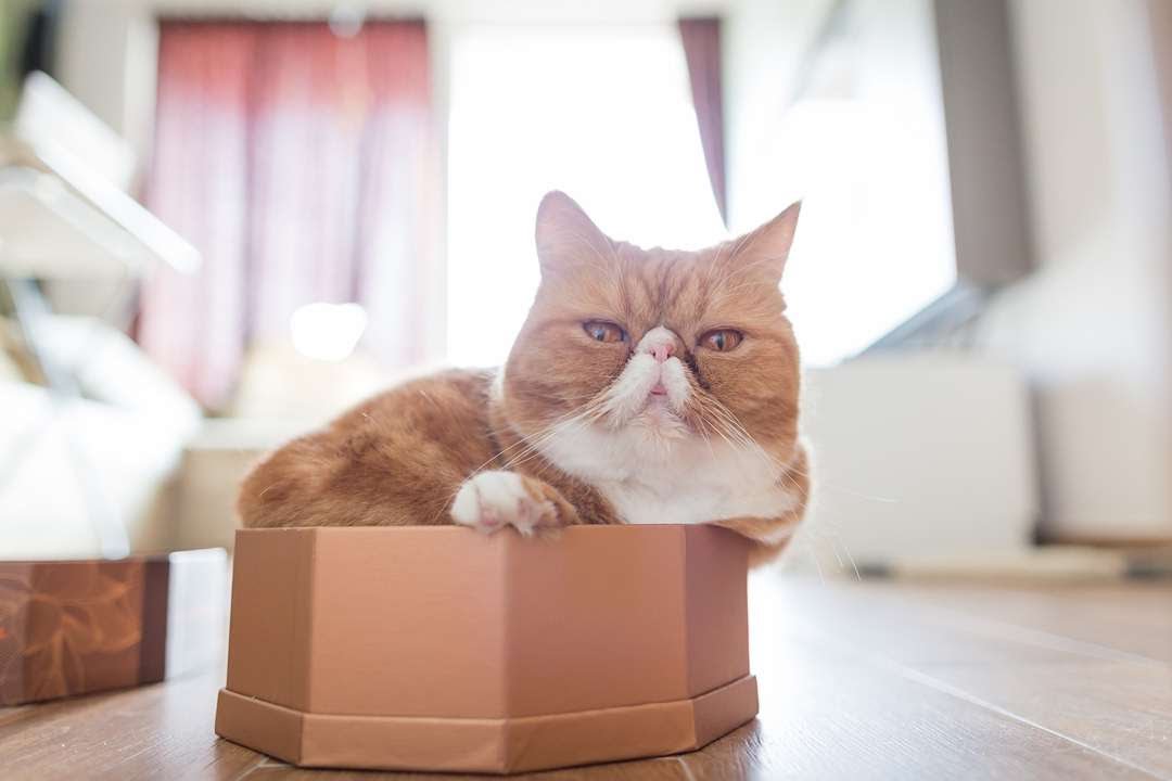 Рыжий экзотический кот в коробке