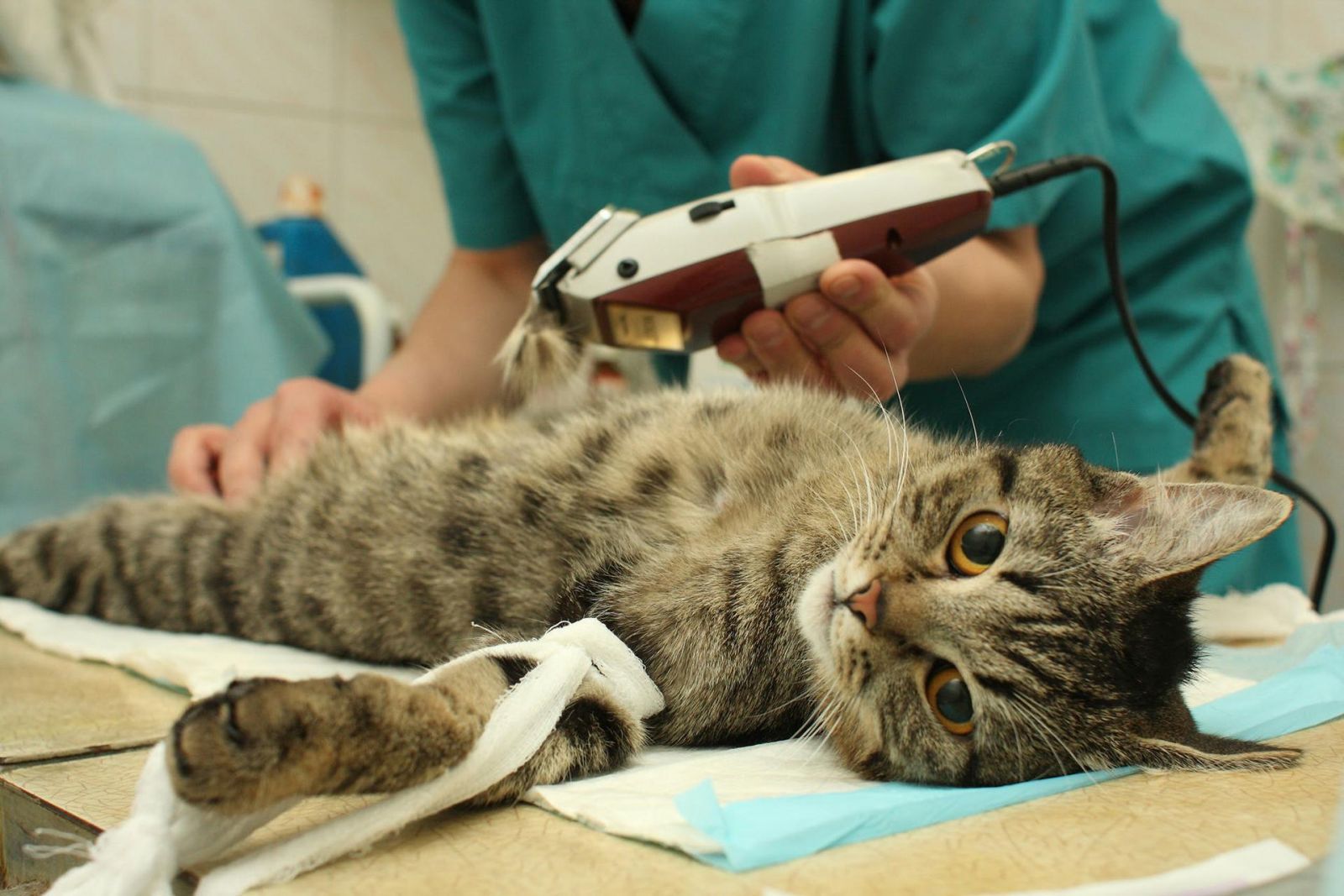 Кошка перед стерилизацией