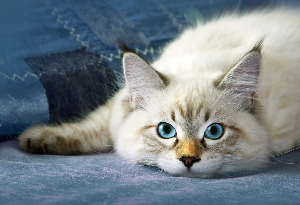 Голубые глаза сибирской маскарадной кошки