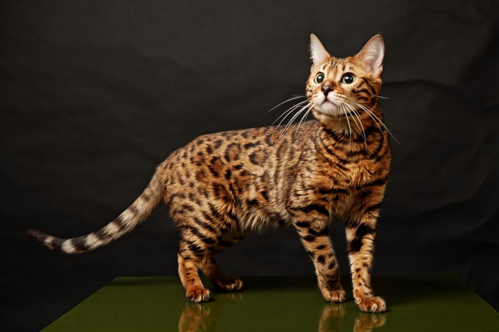 Как назвать бенгальскую кошку и кота красиво: большой выбор кличек -  Mimer.ru
