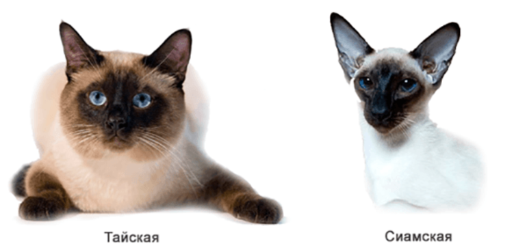 разница между сиамской и тайской кошкой