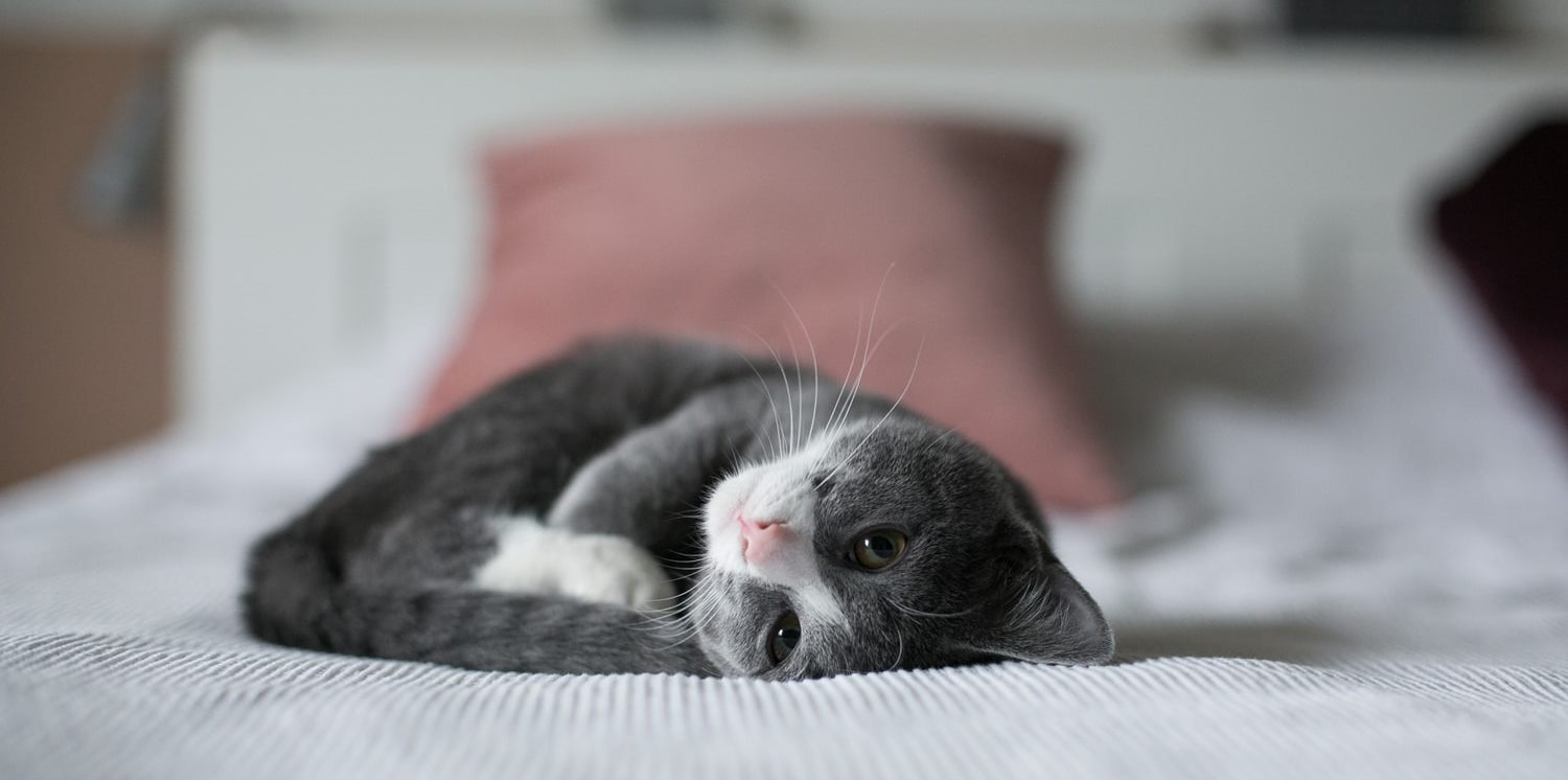 Милый котенок на кровати