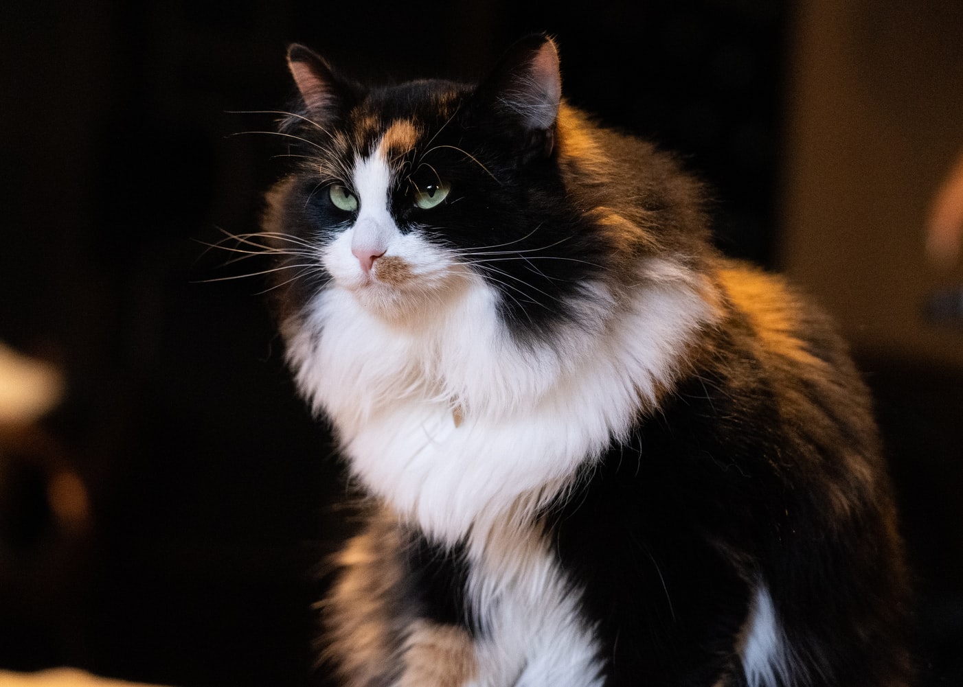 трехцветная счастливая сибирская кошка