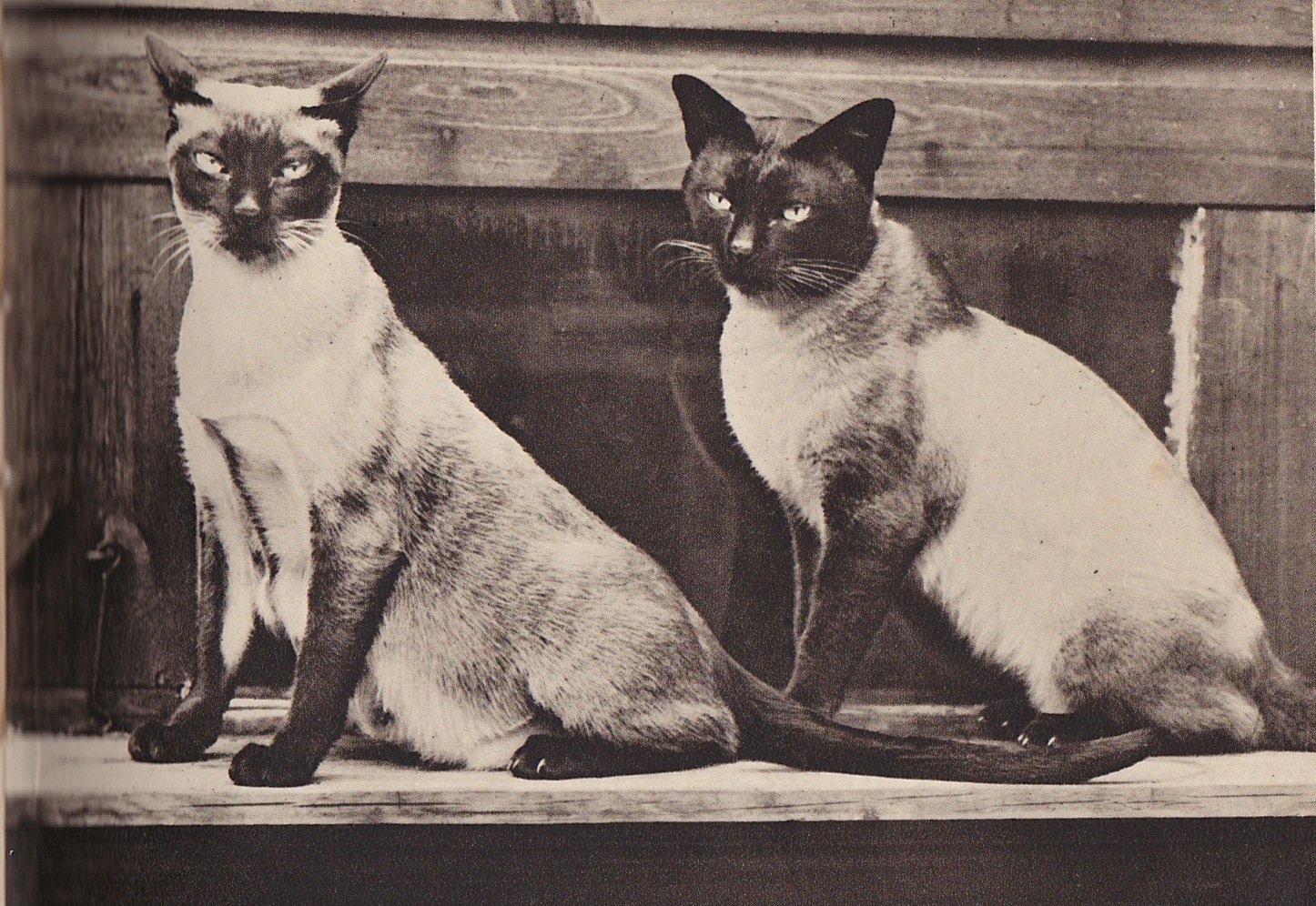 Первые фото тайской кошки