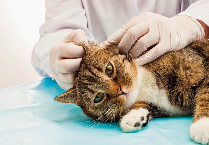 Кот с ушным клещем на приеме у ветеринара
