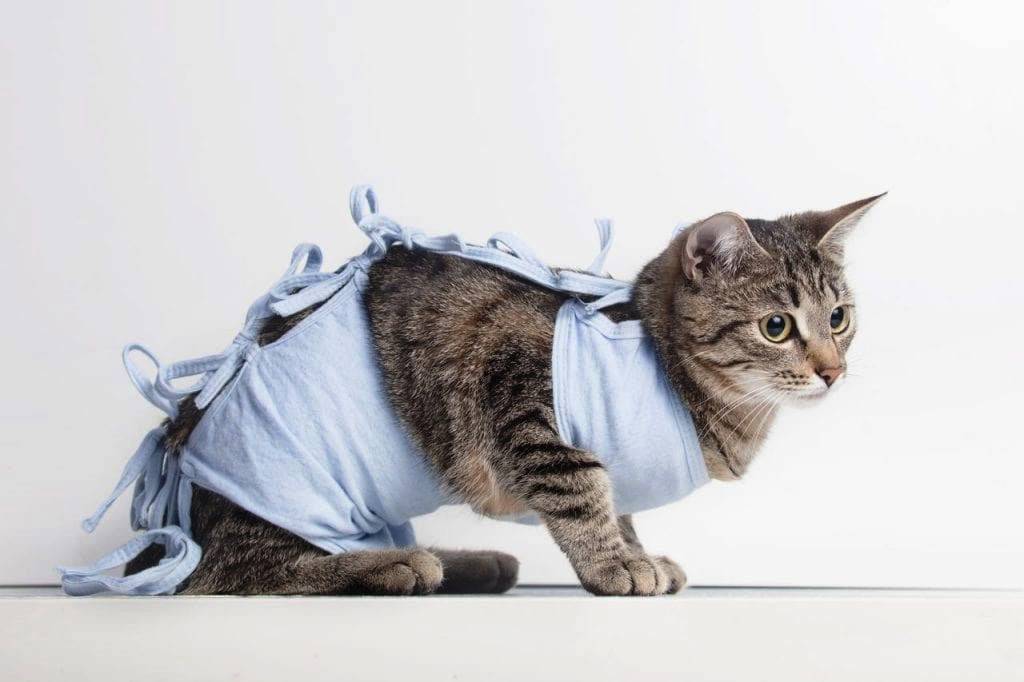 Попона для кошки: как сшить и носить после стерилизации - Mimer.ru