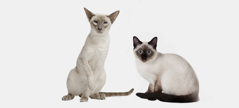 Сравнение тайской и сиамской кошки
