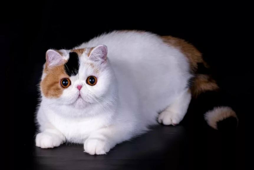 Экзотическая кошка трехцветная