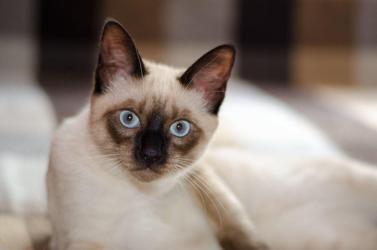 СИамская кошка с голубыми глазами