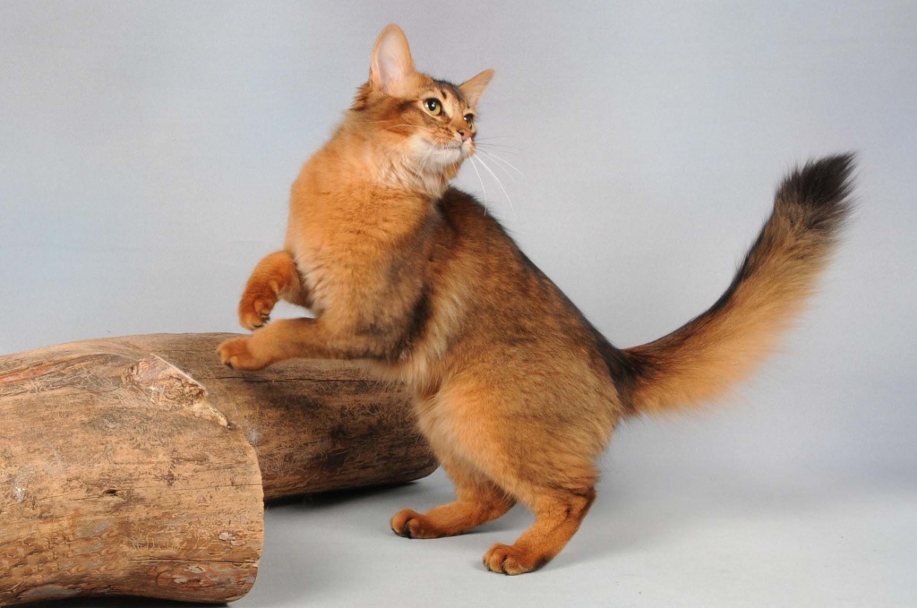 Сомали кошка активная игривая