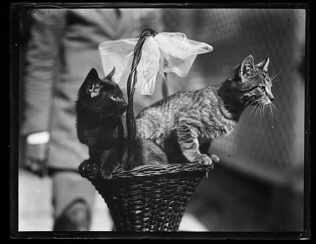 Старое архивное фото американских короткошерстных кошек