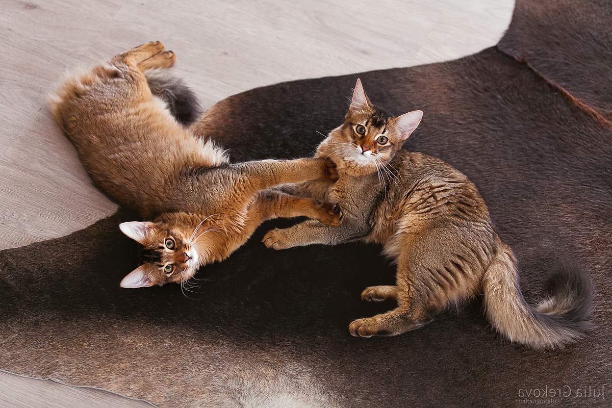 Кот и кошка породы сомали