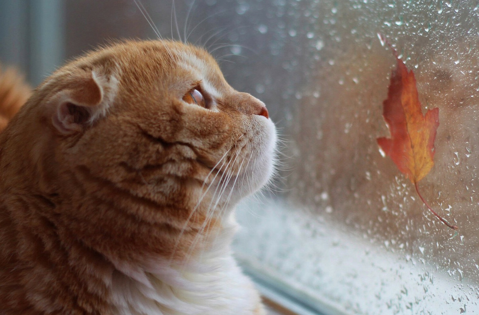 Котики дождь