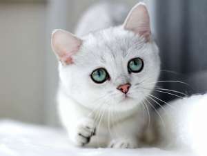 Кошки породы кошек и статьи