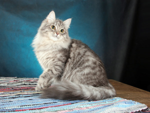 Кошки породы кошек и статьи