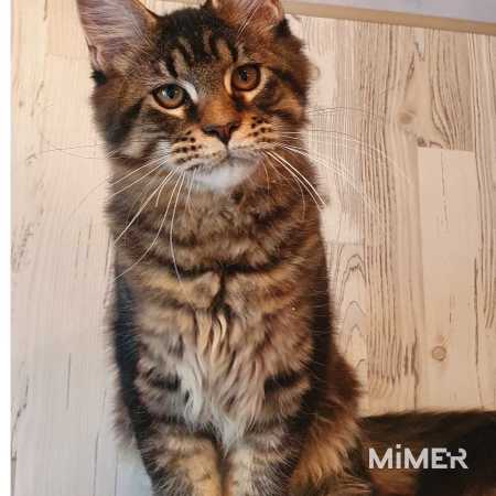 Монже корм для кошек линейка