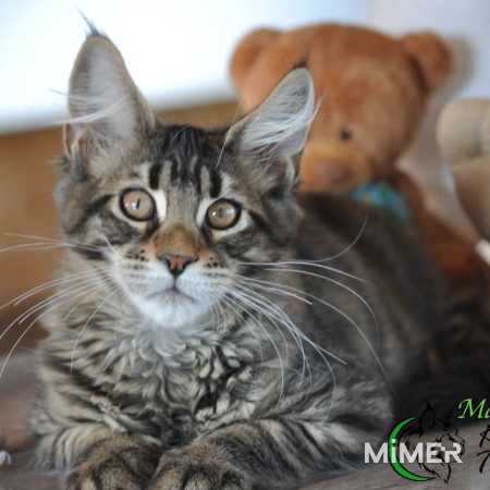 Монже корм для кошек линейка