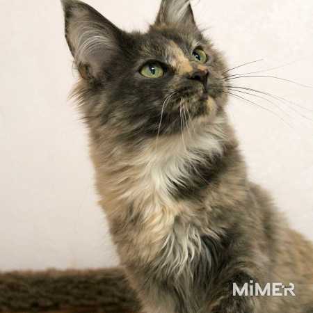 Монже корм для кошек линейка