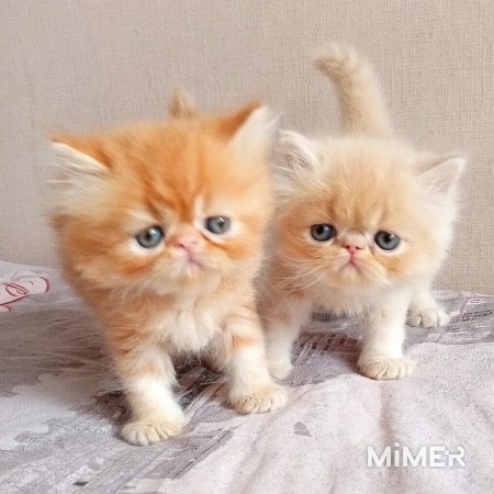 Персидские котята фото1
