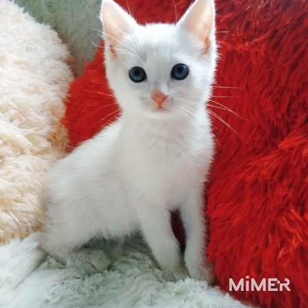 Котенок мальчик 1,5мес с генами турецкой ангоры фото4