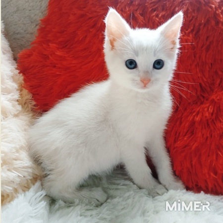Котенок мальчик 1,5мес с генами турецкой ангоры фото3