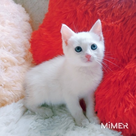 Котенок мальчик 1,5мес с генами турецкой ангоры фото2