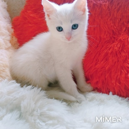 Котенок мальчик 1,5мес с генами турецкой ангоры фото1
