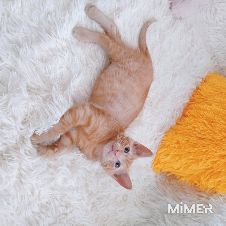 Рыжий котенок 1,5 мес мальчик фото6