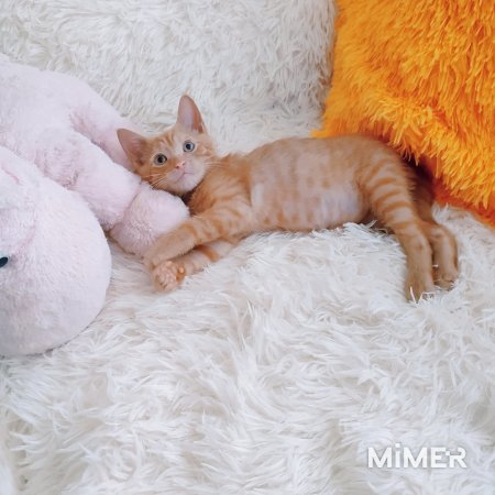 Рыжий котенок 1,5 мес мальчик фото5