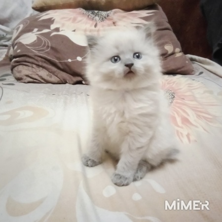Котенок сибирской породы фото1