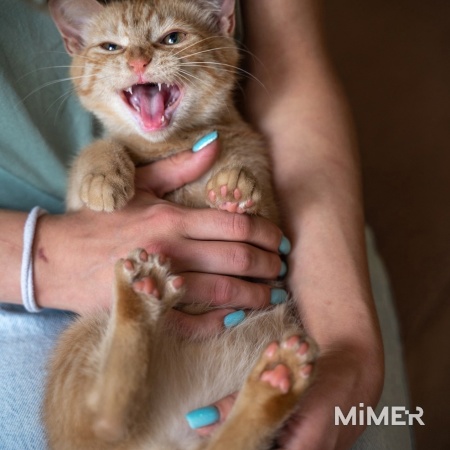 Лучик кот