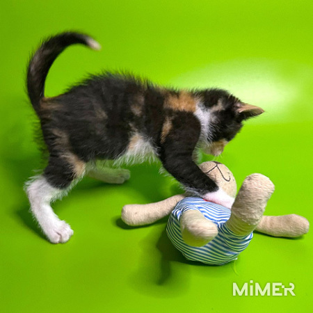 Малышка Киви, чудесный трехцветный котенок ищет дом и доброе сердце фото6