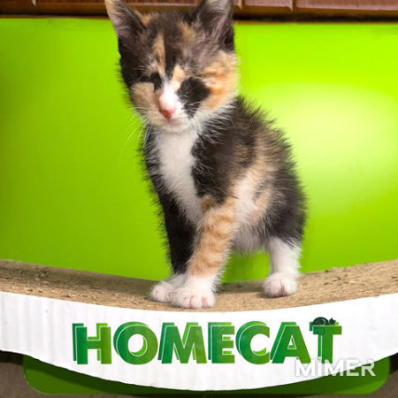 Малышка Киви, чудесный трехцветный котенок ищет дом и доброе сердце фото2