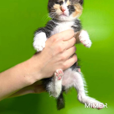 Малышка Киви, чудесный трехцветный котенок ищет дом и доброе сердце фото1