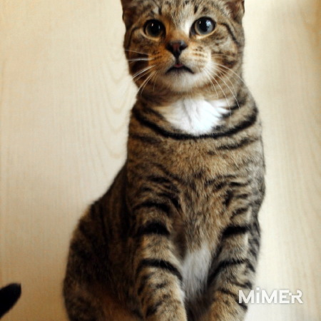 Прекрасный полосатый кот фото6