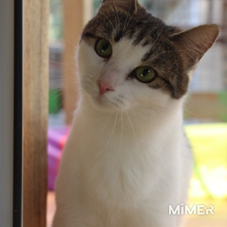 Зеленоглазая нежная красавица-кошка фото5