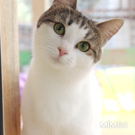 Зеленоглазая нежная красавица-кошка фото4
