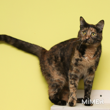 Ласковая трехцветная кошка Мася ищет дом фото7