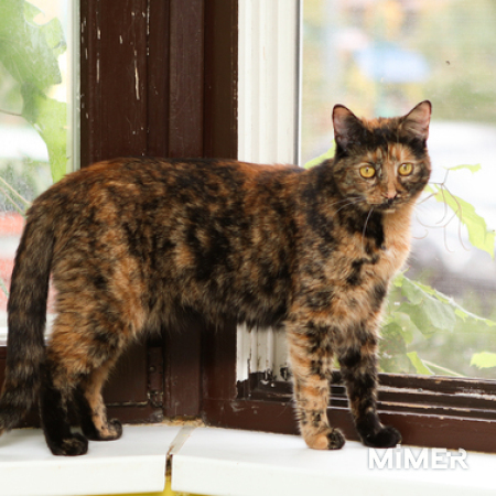 Ласковая трехцветная кошка Мася ищет дом фото6