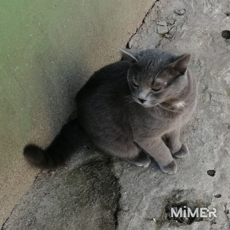 Молодой кот в поисках дома фото2