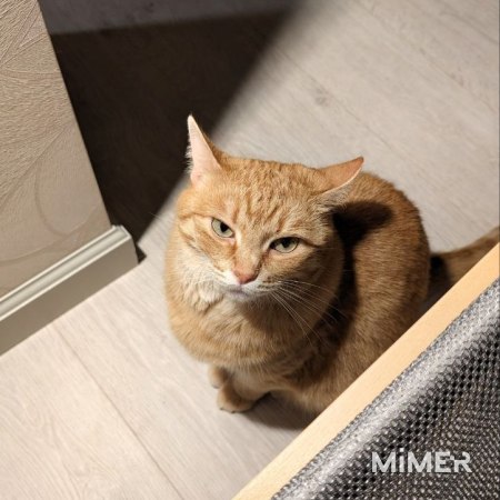 Рыжая кошка Санни фото3