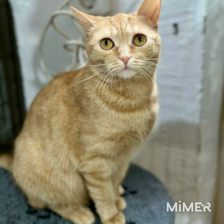 РЫЖУЛЯ ищет дом! фото1