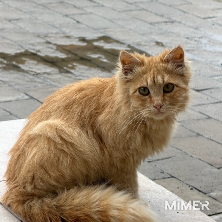 Очень нужен дом !  фото4